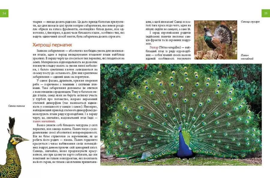 Книга Енциклопедія для допитливих Тварини - майстри маскування