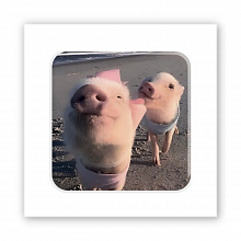 3D-стікер "Piggy selfie" (4)